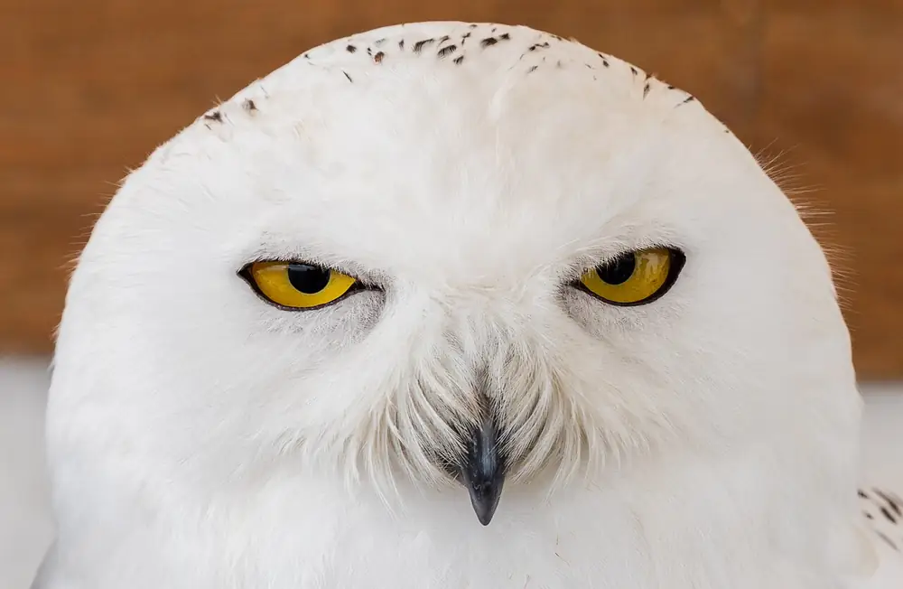 A snowy owl staring at the camera