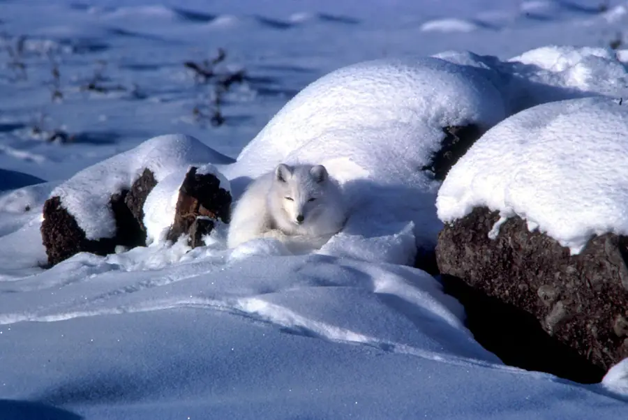 An arctic fox curled up in snow