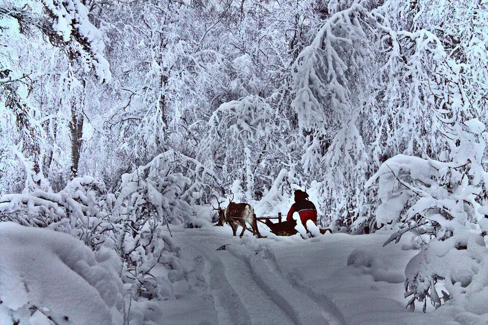 A sled in a snow-covered forest