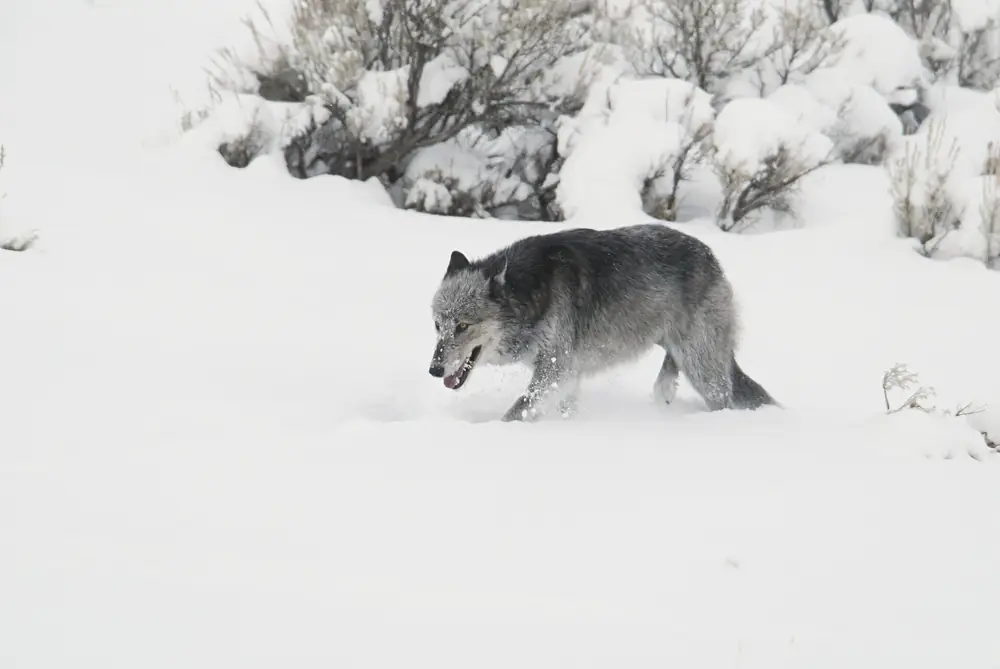 A grey wolf walking through snow